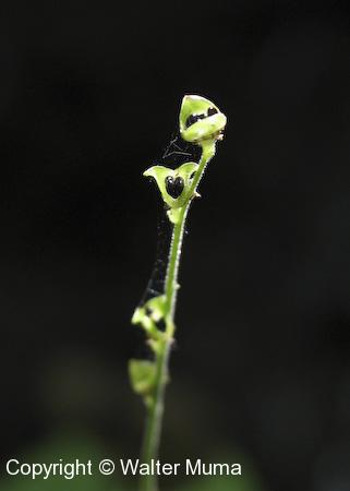 Miterwort (Mitella diphylla) seeds