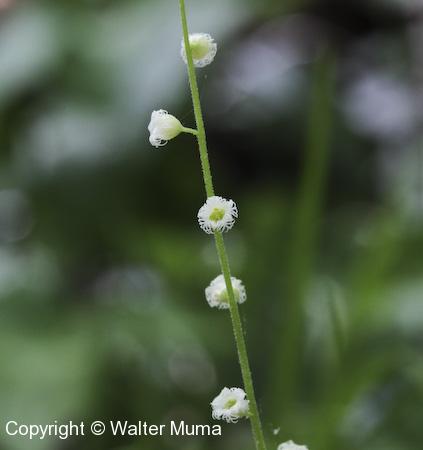 Miterwort (Mitella diphylla) flowers
