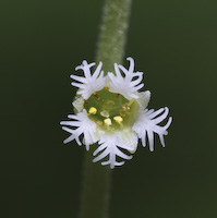 Miterwort (Mitella diphylla) flowers