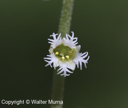 Miterwort (Mitella diphylla) flower