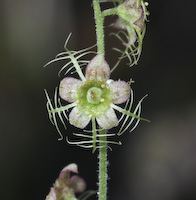 Miterwort, Naked (Mitella nuda) flowers