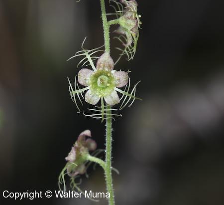 Naked Miterwort (Mitella nuda) flower