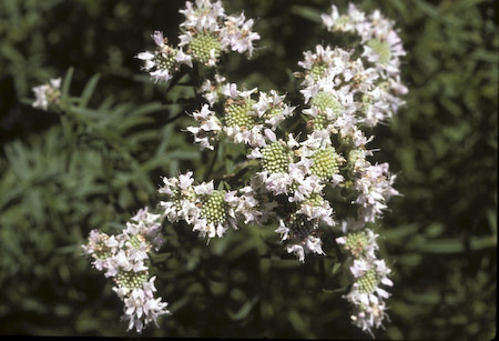 Virginia Mountain Mint (Pycnanthemum virginianum)