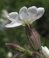 Catchfly, Night-flowering (Silene noctiflora)