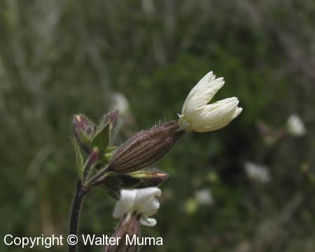 Night-flowering Catchfly (Silene noctiflora)