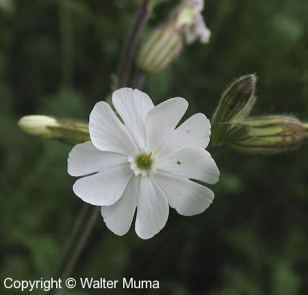 Night-flowering Catchfly (Silene noctiflora)