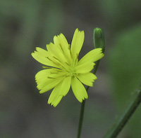 Nipplewort (Lapsana communis) flowers