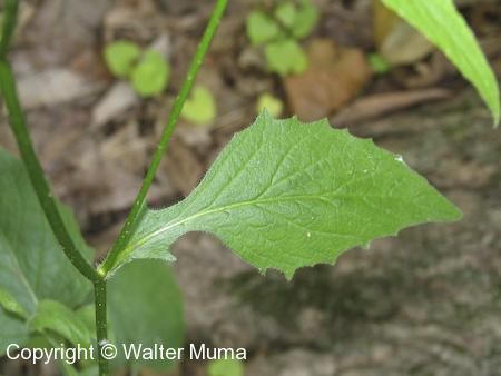 Nipplewort (Lapsana communis) leaf