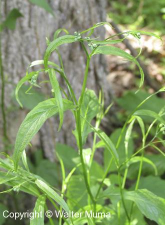 Nipplewort (Lapsana communis) plant