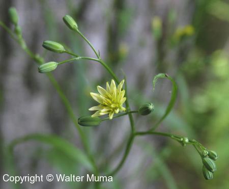 Nipplewort (Lapsana communis) flower