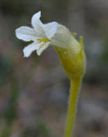 Cancerroot, One-flowered (Orobanche uniflora) flowers