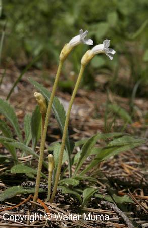 One-flowered Cancerroot (Orobanche uniflora)