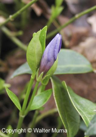 Periwinkle (Vinca minor) flower bud