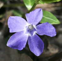 Periwinkle (Vinca minor) flowers