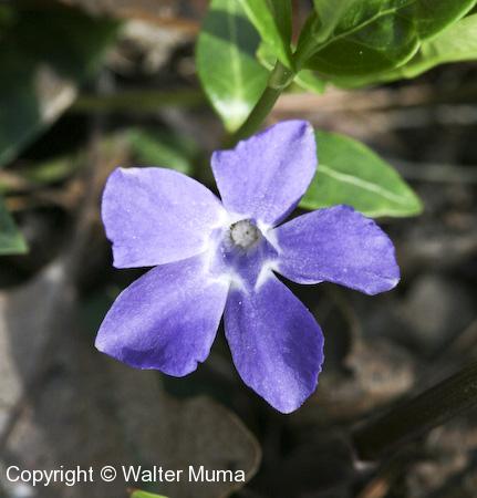 Periwinkle (Vinca minor) flower