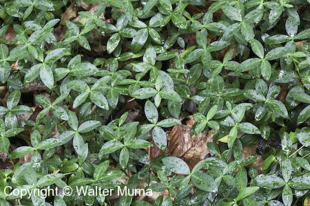 Periwinkle (Vinca minor) leaves