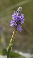 Pickerelweed (Pontederia cordata) flowers