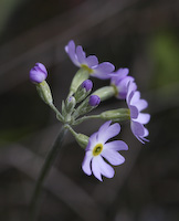 Dwarf Canadian Primrose (Primula mistassinica)