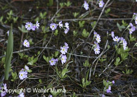 Dwarf Canadian Primrose (Primula mistassinica) plants