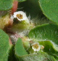 Purslane, Milk (Euphorbia maculata) flowers