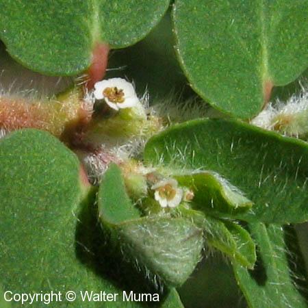 Milk Purslane (Euphorbia maculata)
