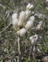 Pussytoes, Field (Antennaria neglecta) flowers