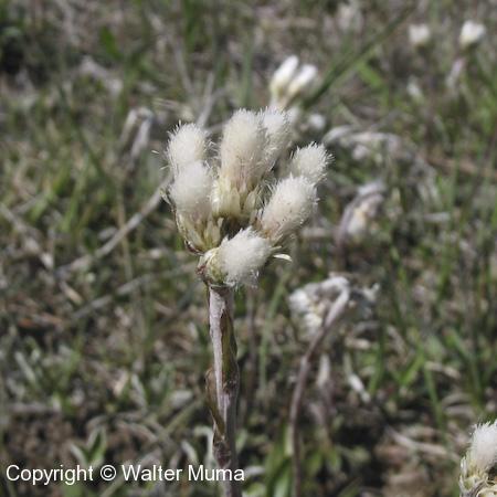 Field Pussytoes (Antennaria neglecta) flower heads