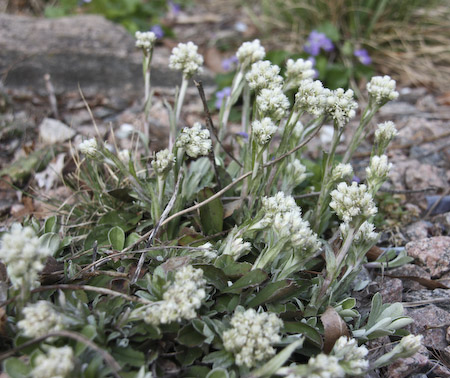 Field Pussytoes (Antennaria neglecta) plants
