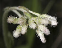 Pussytoes, Parlin's (Antennaria parlinii)