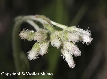Parlin's Pussytoes (Antennaria parlinii) flowers