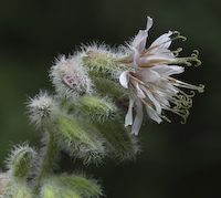 Rattlesnakeroot, Glaucous (Nabalus racemosus) flowers