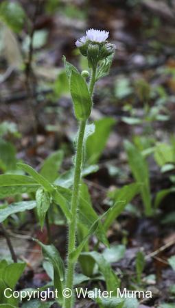 Robin's Plantain (Erigeron pulchellus) plant