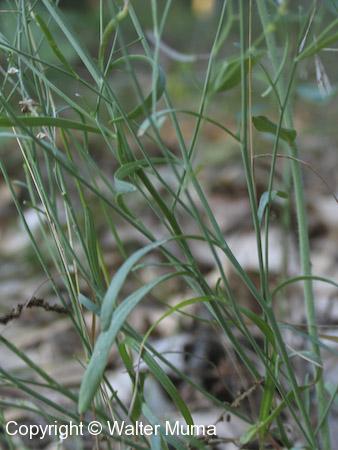 Lyre-leaved Rock Cress (Arabidopsis lyrata)