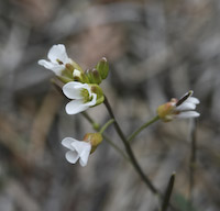 Cress, Lyre-leaved Rock (Arabidopsis lyrata) flowers