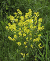 Yellow Rocket (Barbarea vulgaris)