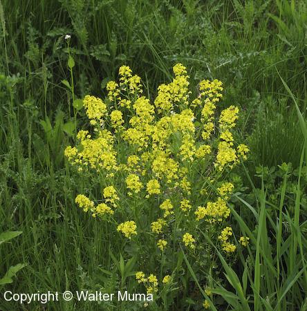 Yellow Rocket (Barbarea vulgaris) plant
