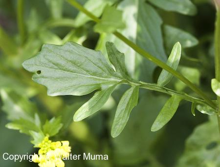 Yellow Rocket (Barbarea vulgaris) leaf