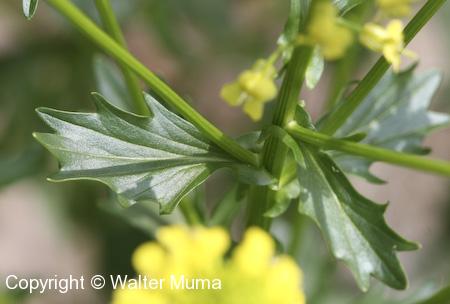 Yellow Rocket (Barbarea vulgaris) leaves