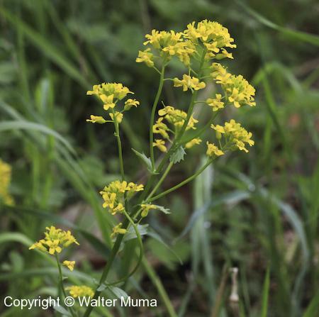 Yellow Rocket (Barbarea vulgaris) plant