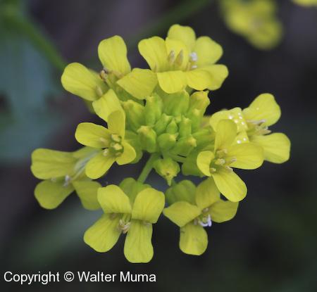 Yellow Rocket (Barbarea vulgaris) flowers