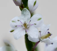 Jointweed, Northern (Polygonum articulatum) flowers