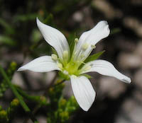 Sandwort, Rock (Sabulina michauxii) flowers
