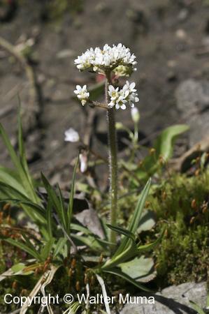 Early Saxifrage (Micranthes virginiensis) plant