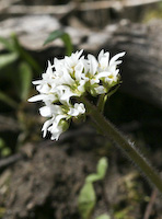Saxifrage, Early (Micranthes virginiensis) flowers