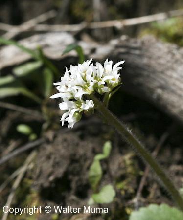 Early Saxifrage (Micranthes virginiensis) flowers