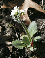 Saxifrage, Early (Micranthes virginiensis)