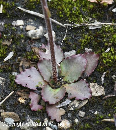 Early Saxifrage (Micranthes virginiensis) basal leaves