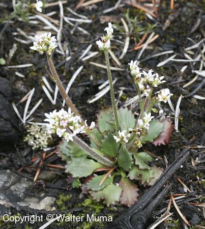 Early Saxifrage (Micranthes virginiensis) plant