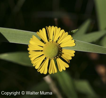 Sneezeweed (Helenium autumnale) flower