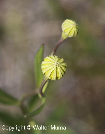 Sneezeweed (Helenium autumnale) flower bud
